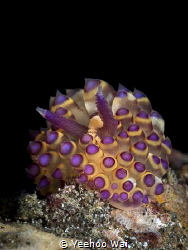 Janolus savinkini
Padangbai, Bali by Yeehoo Wai 
